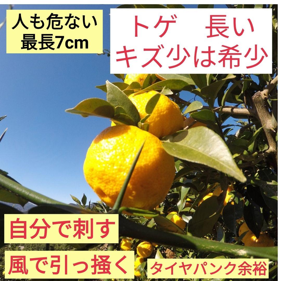 農家直送　宮崎県　西米良の青ゆず　キズ少なめ　約10kg