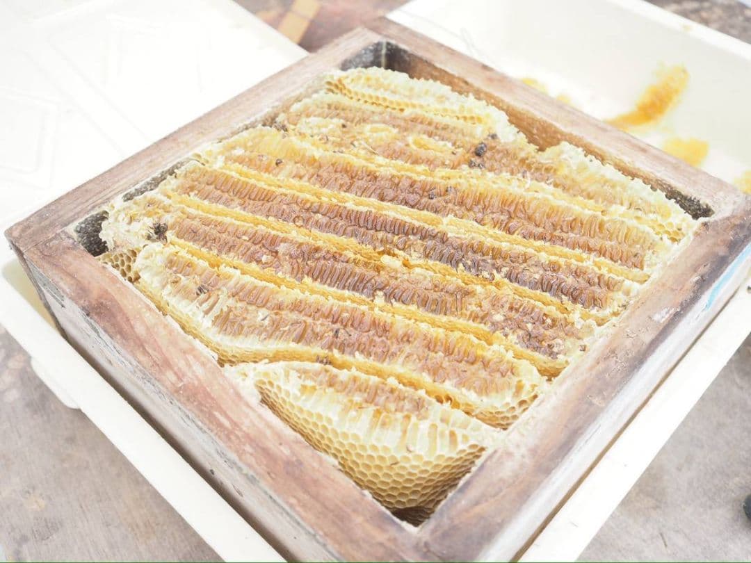 日本ミツバチ蜂蜜（600g✕2）食べ比べ