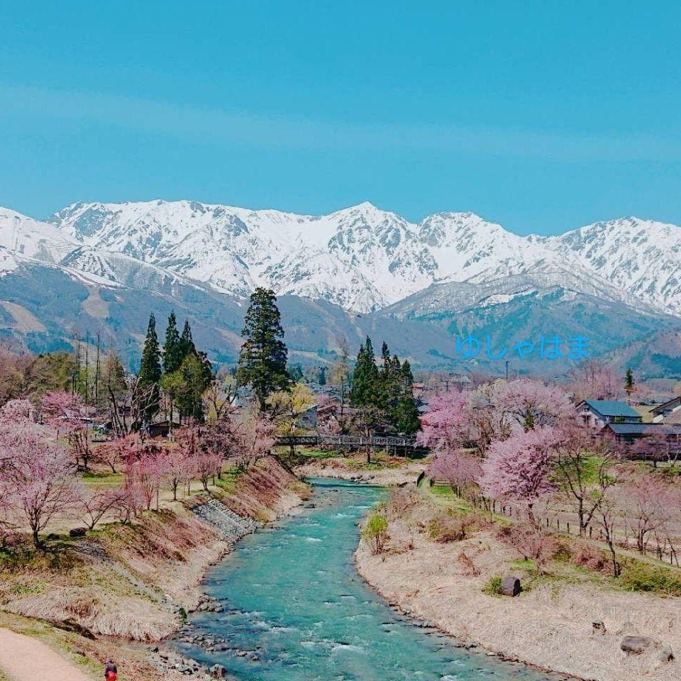 香茸 乾燥100g コウタケ 国産 北アルプス 天然きのこ　アドバイスフォロー
