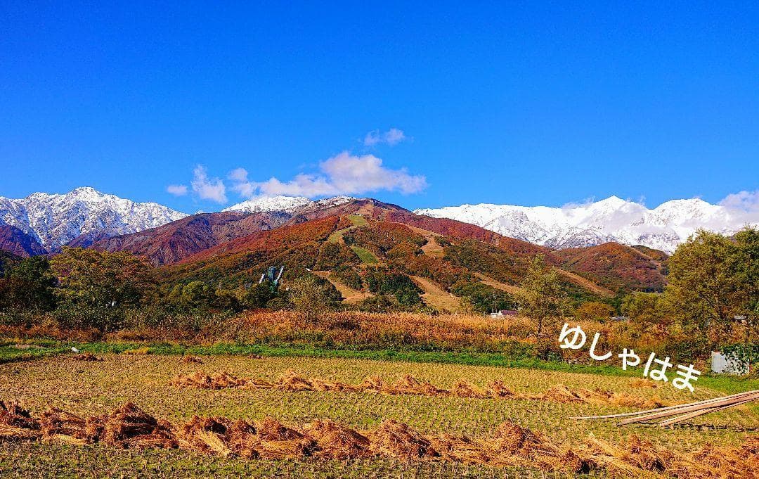 香茸 乾燥100g コウタケ 国産 北アルプス 天然きのこ　アドバイスフォロー