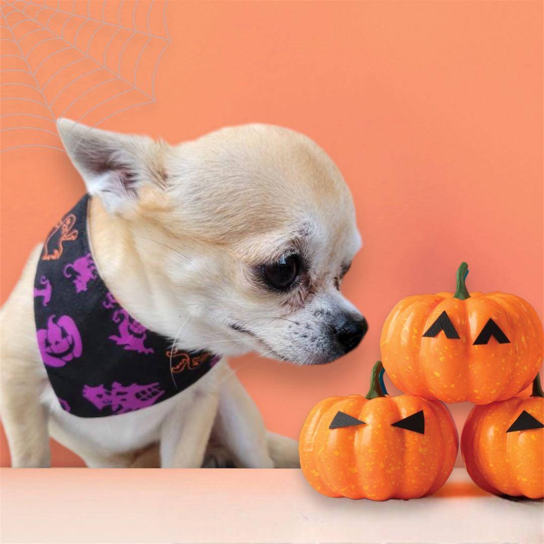 犬ネコ用リバーシブルバンダナ★着用イメージ写真★