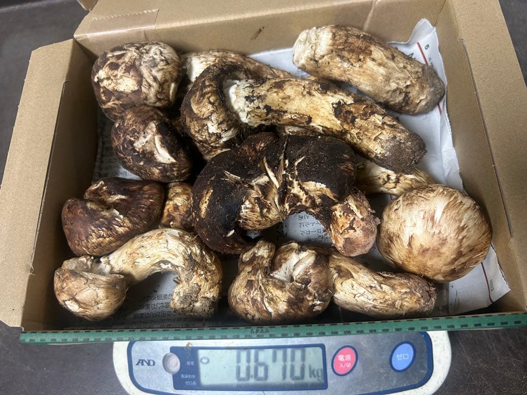 松茸　中国産　ご飯用　670g