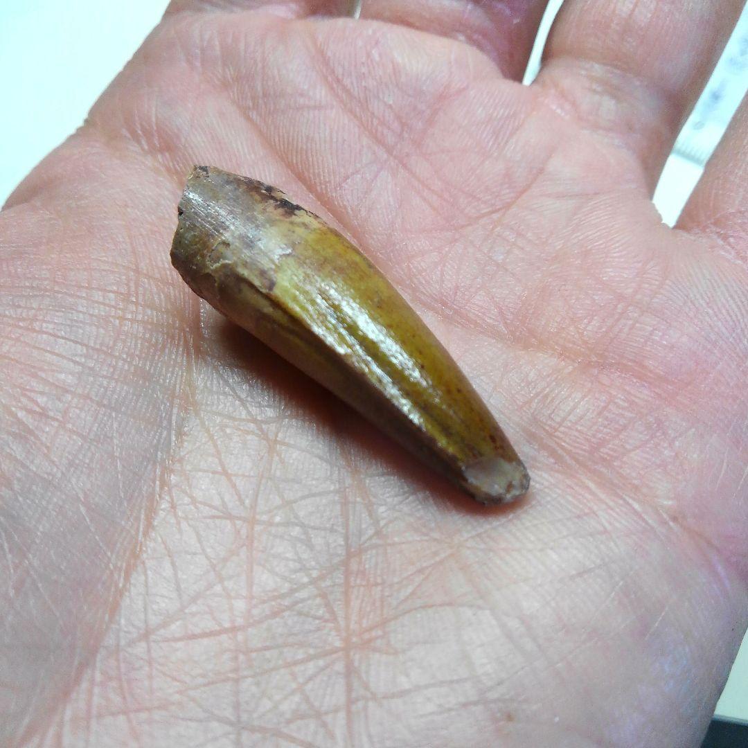スピノサウルス　本物　化石　歯　標本