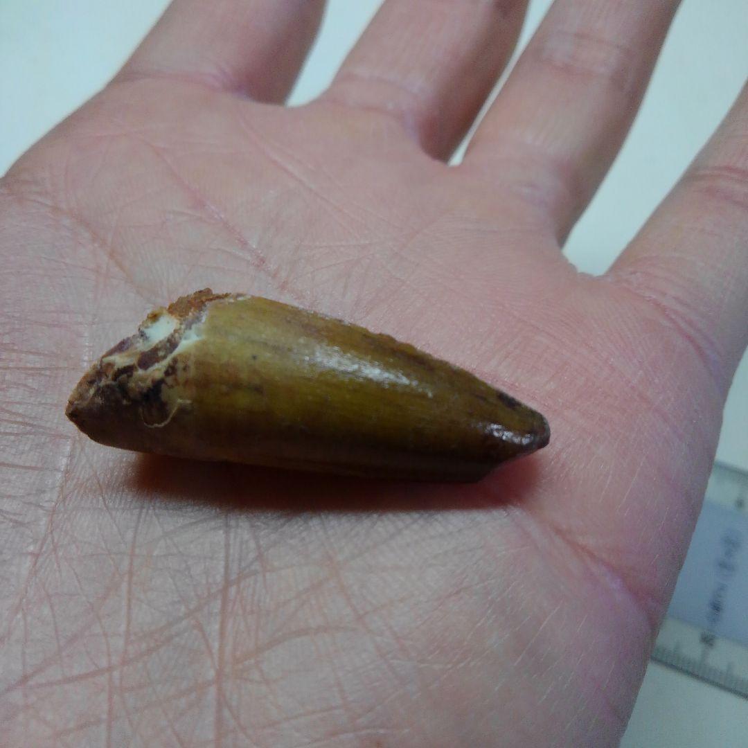 スピノサウルス　本物　化石　歯　標本