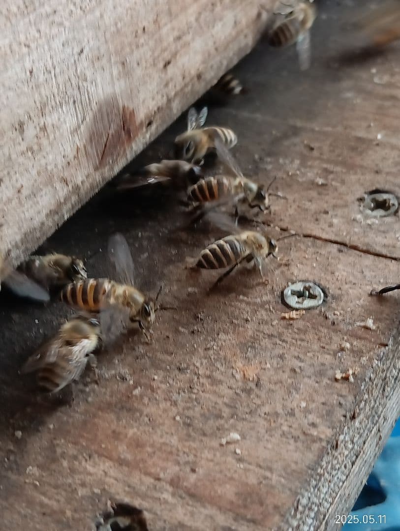 ニホンミツバチの百花蜜 国産天然ハチミツ　1180グラム 2本