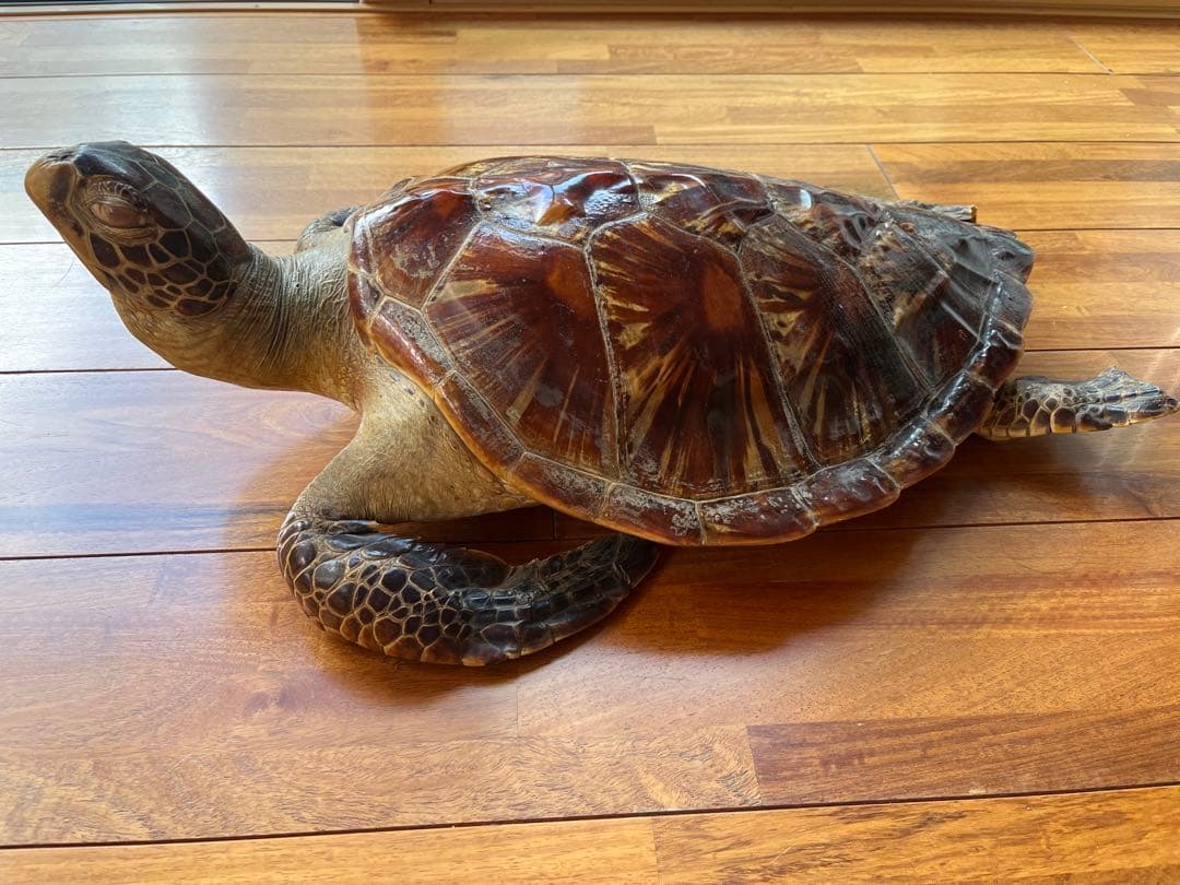 亀　 置物　※発送は年明けになります