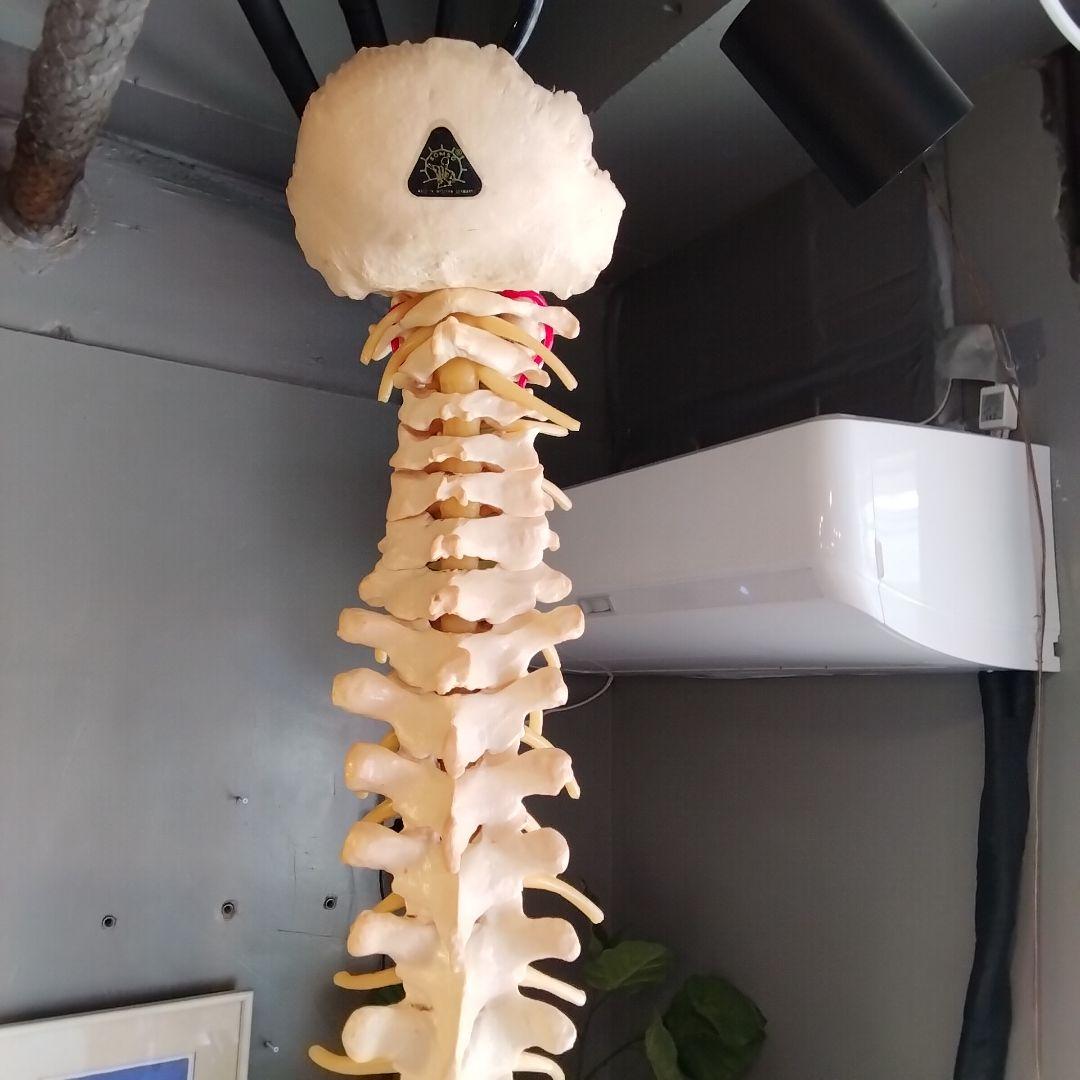 教育用 吊るし脊髄模型