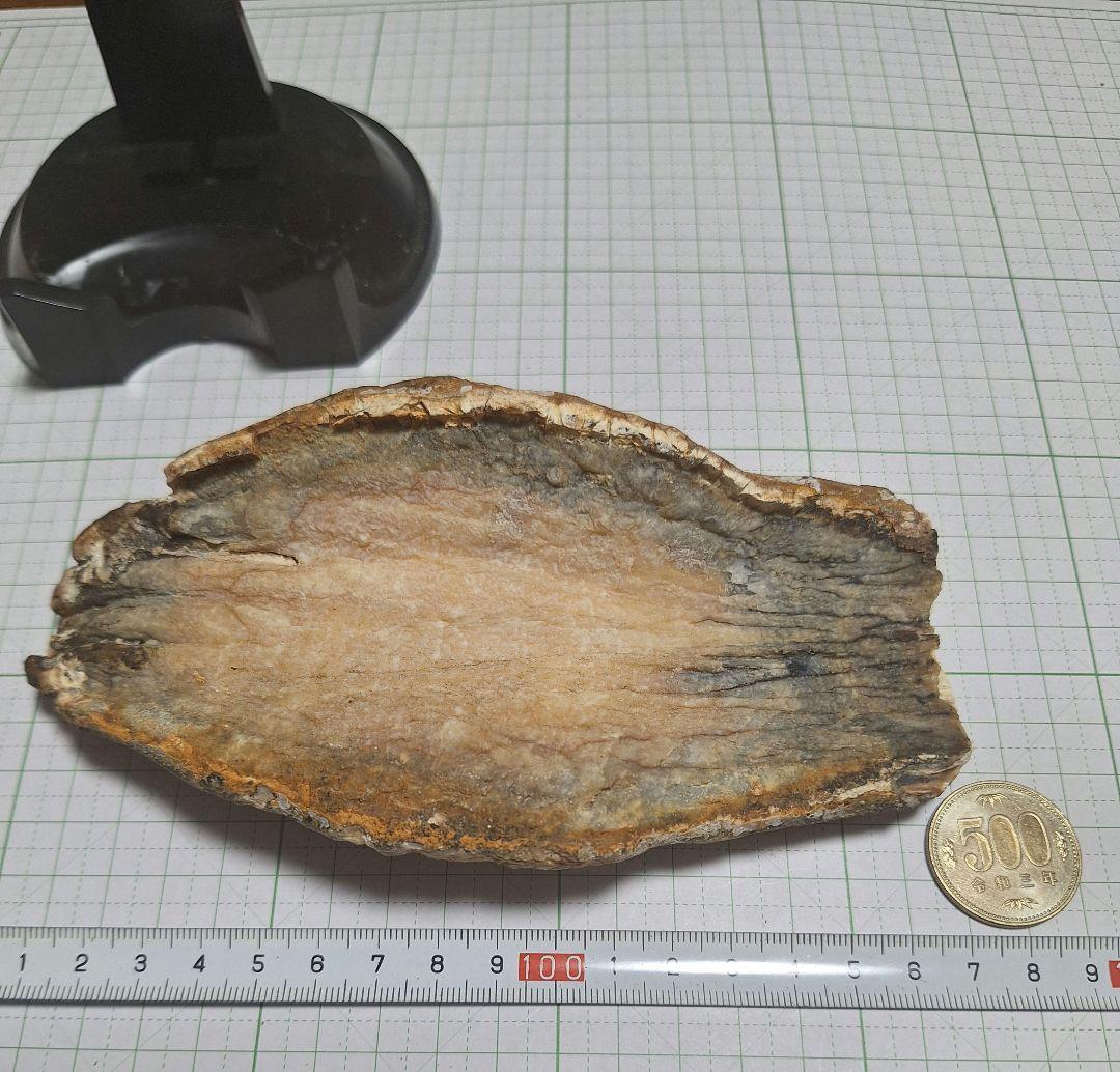 ☆マンモスの臼歯 化石 長いところ約16.5cm/約219.8gになります。