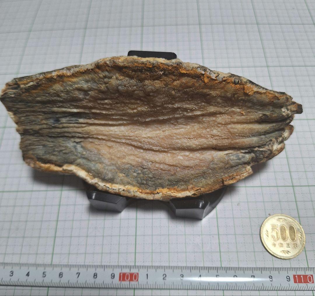 ☆マンモスの臼歯 化石 長いところ約16.5cm/約219.8gになります。