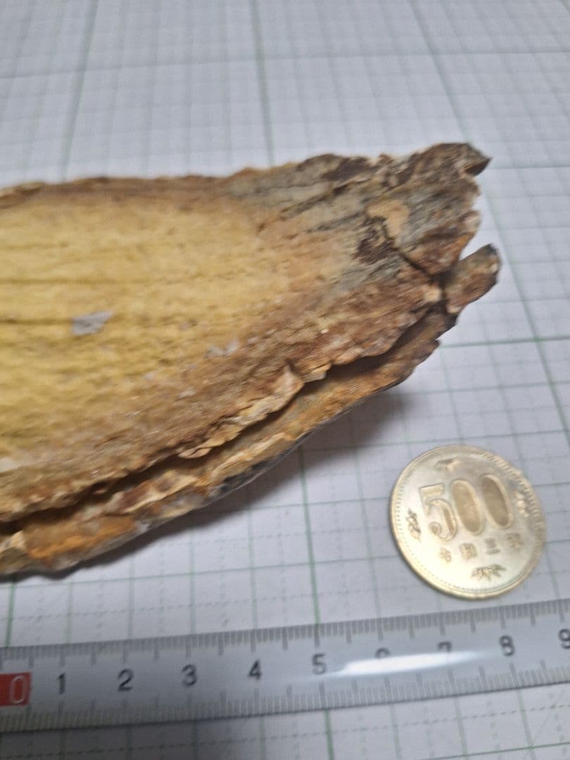 ☆マンモスの臼歯 化石 長いところ約16.5cm/約219.8gになります。