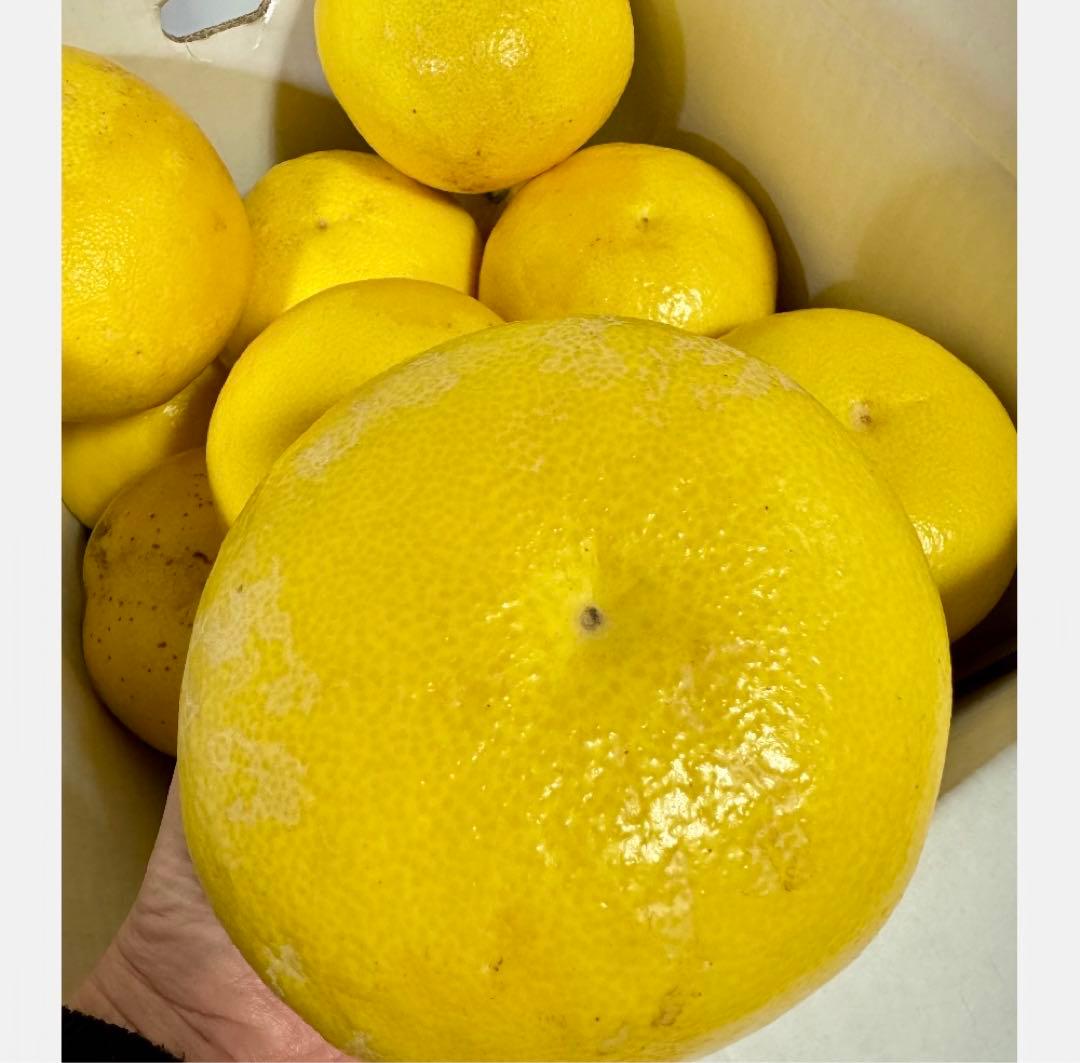 ㉑高知特産 露地栽培 土佐文旦 4L限定 文旦 約20kg 大玉 サイズ