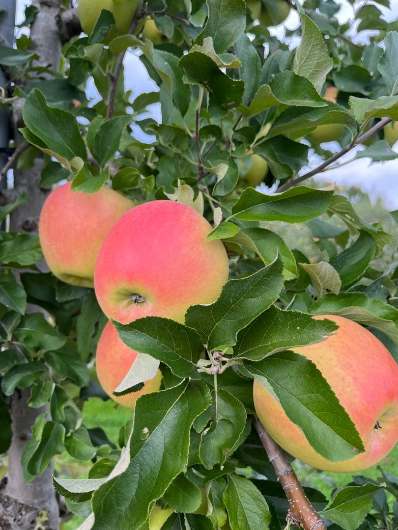 チビモモページ✨10kg