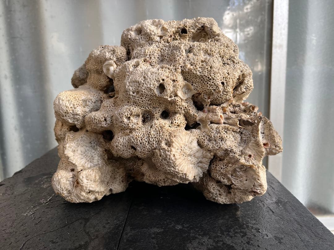 サンゴ石 自然形状 水槽用