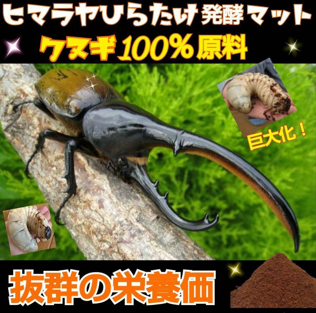 カブトムシ幼虫の餌　大きくなる！発酵マット【6袋】雑虫が湧きません！すぐ使える