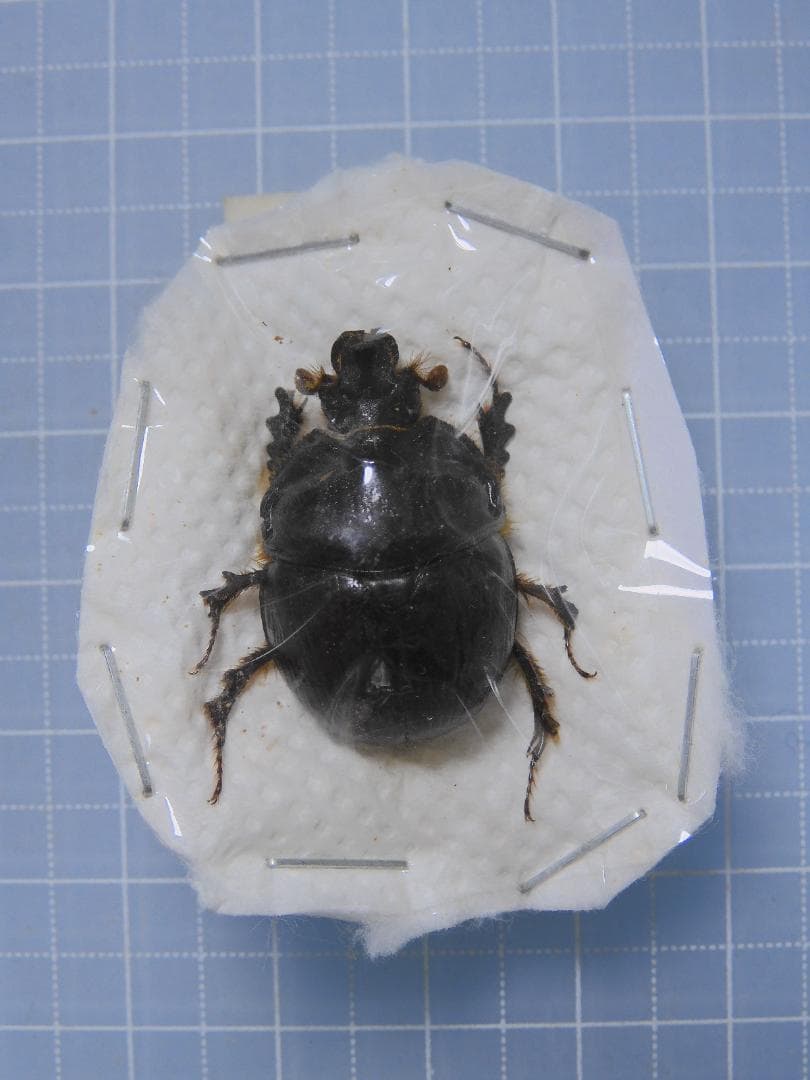 標本 Australia Bolboceratidae sp. 25mm