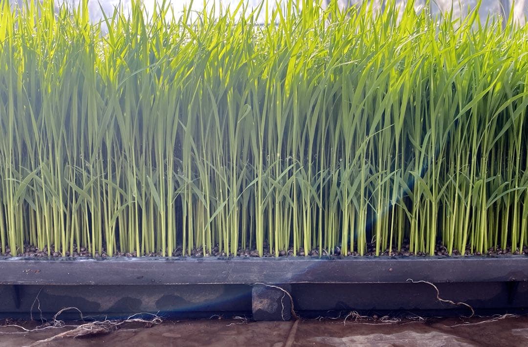 お米　熊本県産　くまさんの輝き　令和7年産　玄米　30キロ　新米　送料込