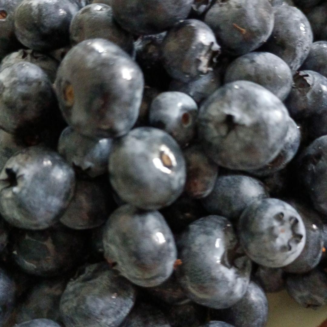 冷凍ブルーベリー【加工用】6kg