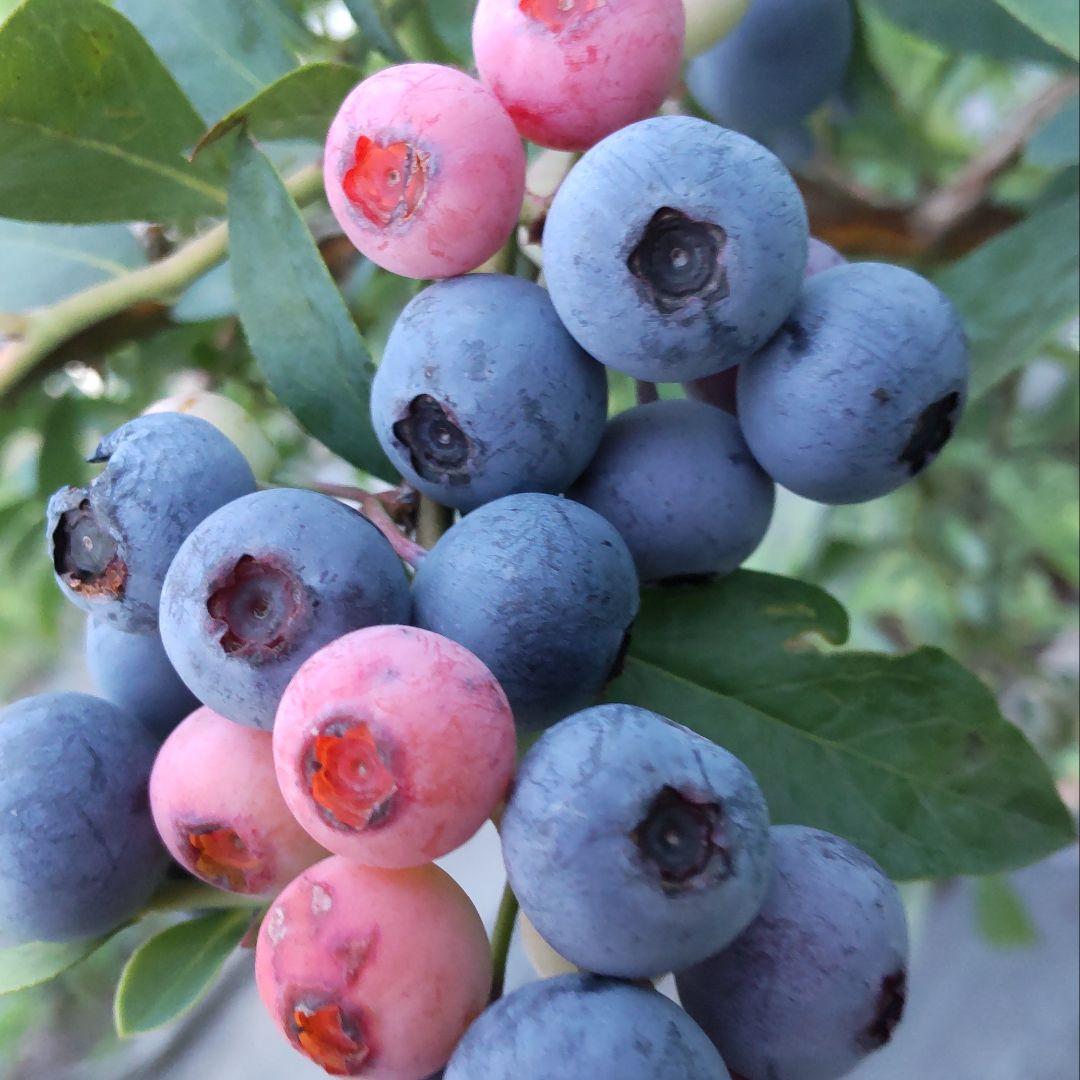 ★完熟冷凍ブルーベリー4kg★