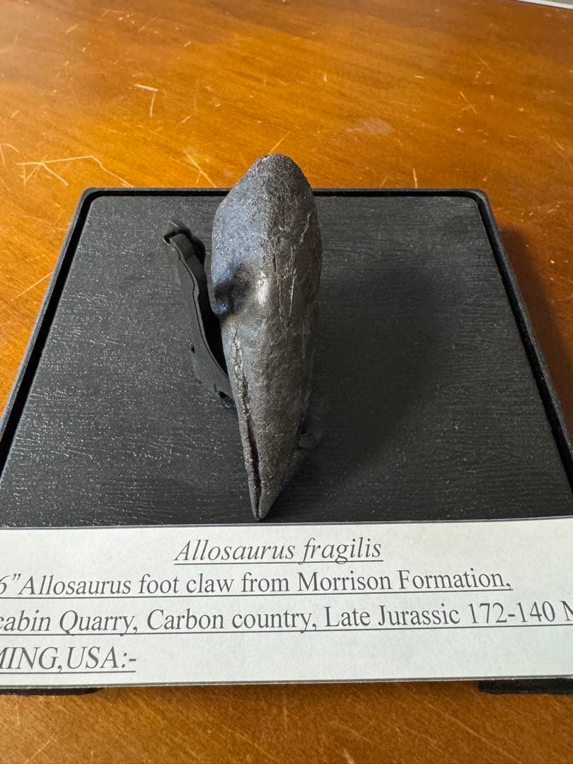 アロサウルスの爪化石(フットクロー) 『megalodonさん専用』