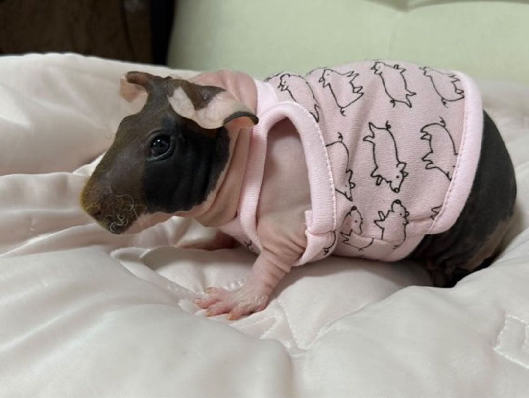 ゆず☆モルモット服 こどもサイズ3点おとなサイズ1点