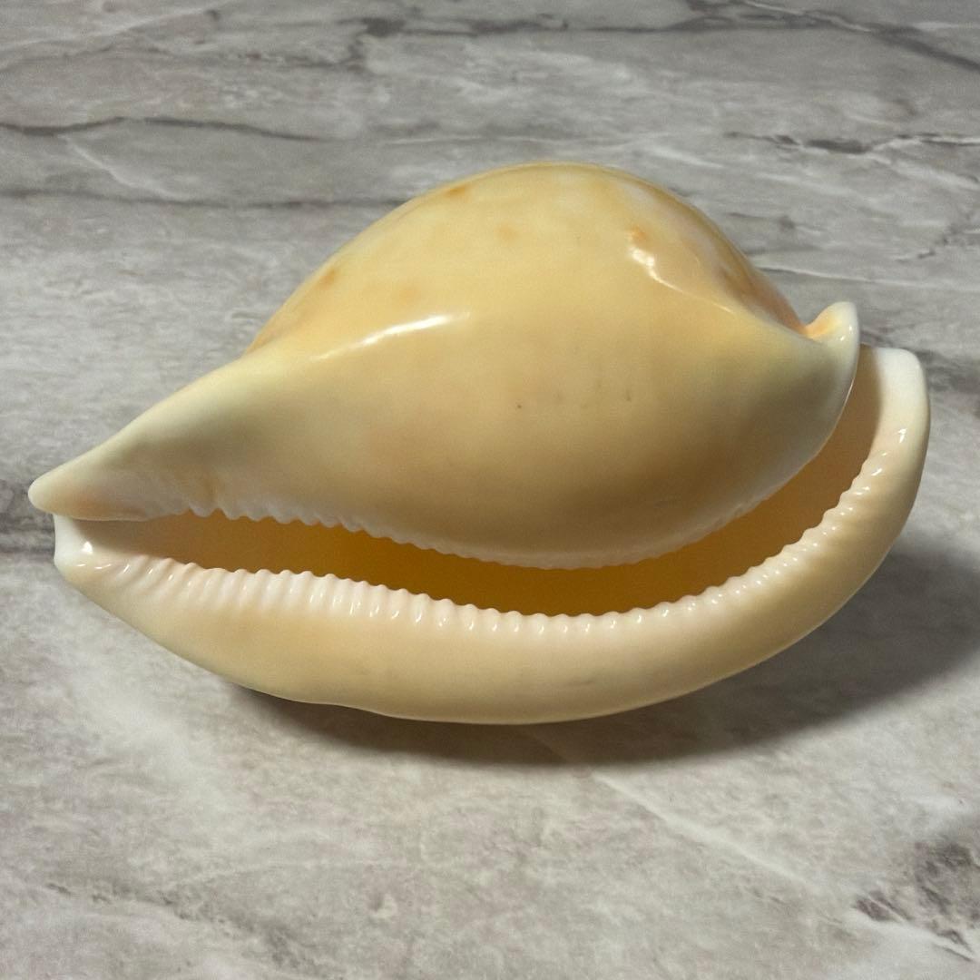 (大型)ウスアカネダカラ　薄茜宝貝　貝殻　コレクション　タカラガイ　ラベル付き