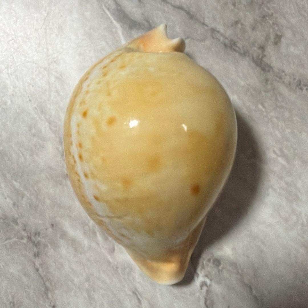 (大型)ウスアカネダカラ　薄茜宝貝　貝殻　コレクション　タカラガイ　ラベル付き