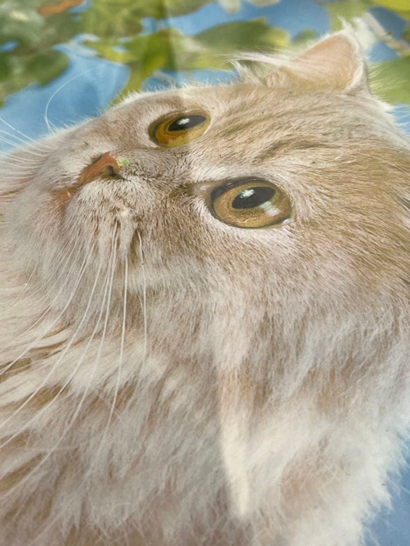 額入り61.0cm 立体壁掛け 仔猫達 （立体画）1154