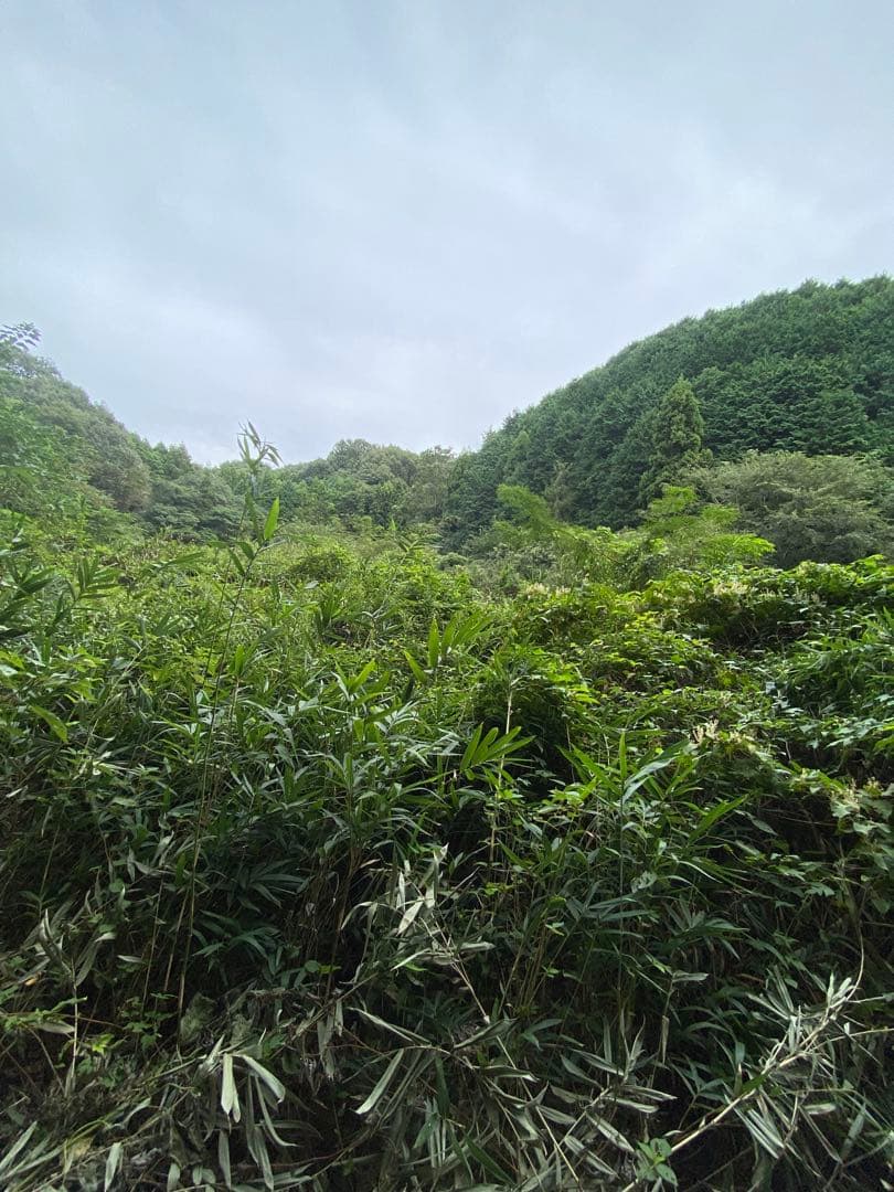 はちみつ　日本蜜蜂のハチミツ　奥山の奥の蜂蜜と花粉入りハチミツ