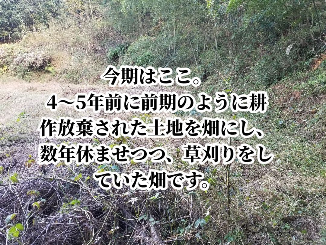 yukinko33　古根生姜 農薬肥料不使用　5kg