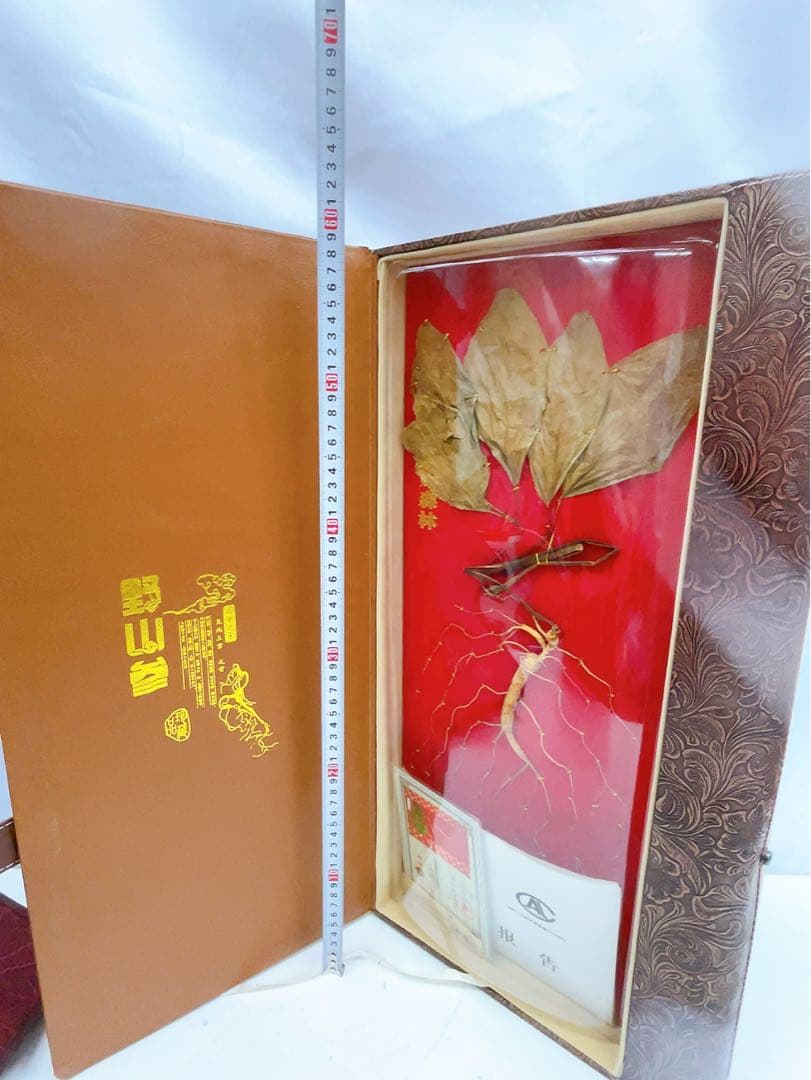 1ADM019 【超希少】野生 山参（サンサム）中国東北部深山 高麗人参