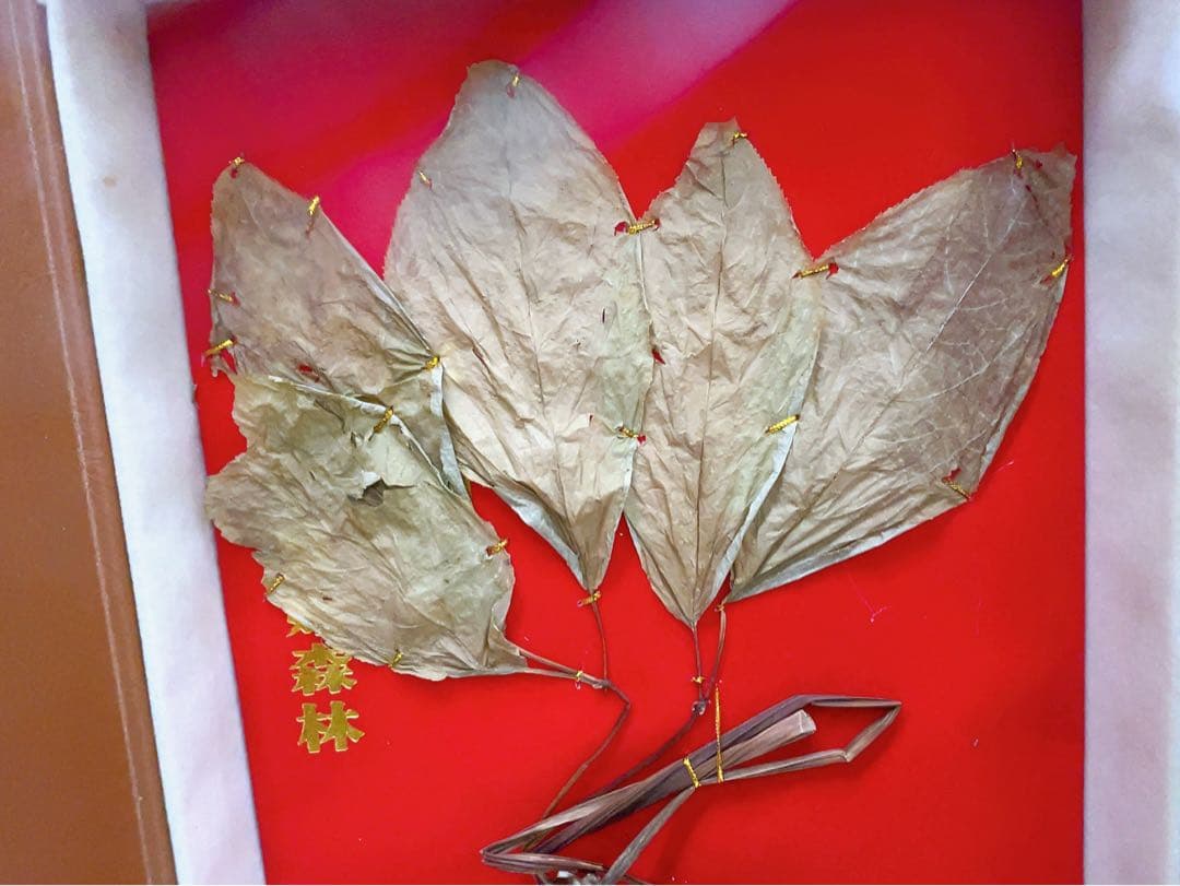 1ADM019 【超希少】野生 山参（サンサム）中国東北部深山 高麗人参