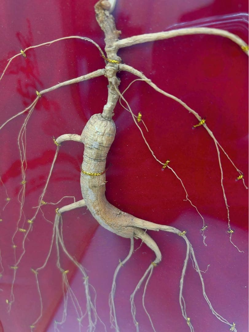 1ADM019 【超希少】野生 山参（サンサム）中国東北部深山 高麗人参