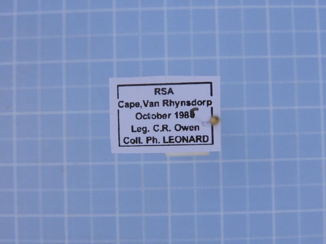 標本 RSA Julodis viridipes 27mm