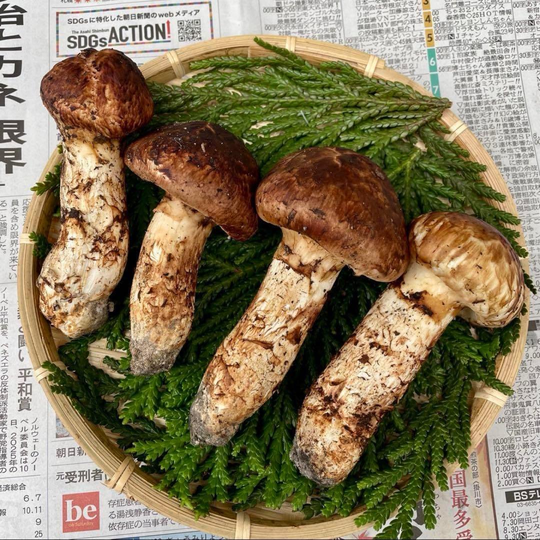 天然きのこ 松茸 国産 良品‼️ マツタケ まつたけ 大自然の凛さん採取その110