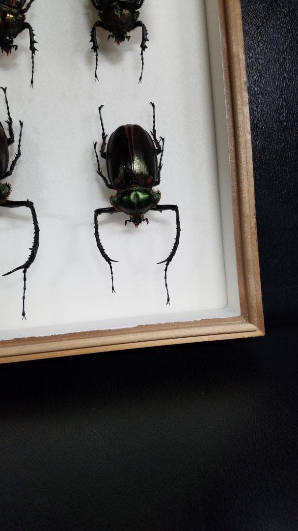 コレクションシリーズヤンソニーテナガ