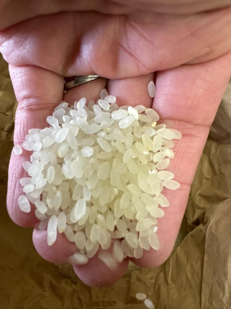 令和7年度産　山口県産（新米）20kg恋の予感　白米/玄米　農家直送　送料無料