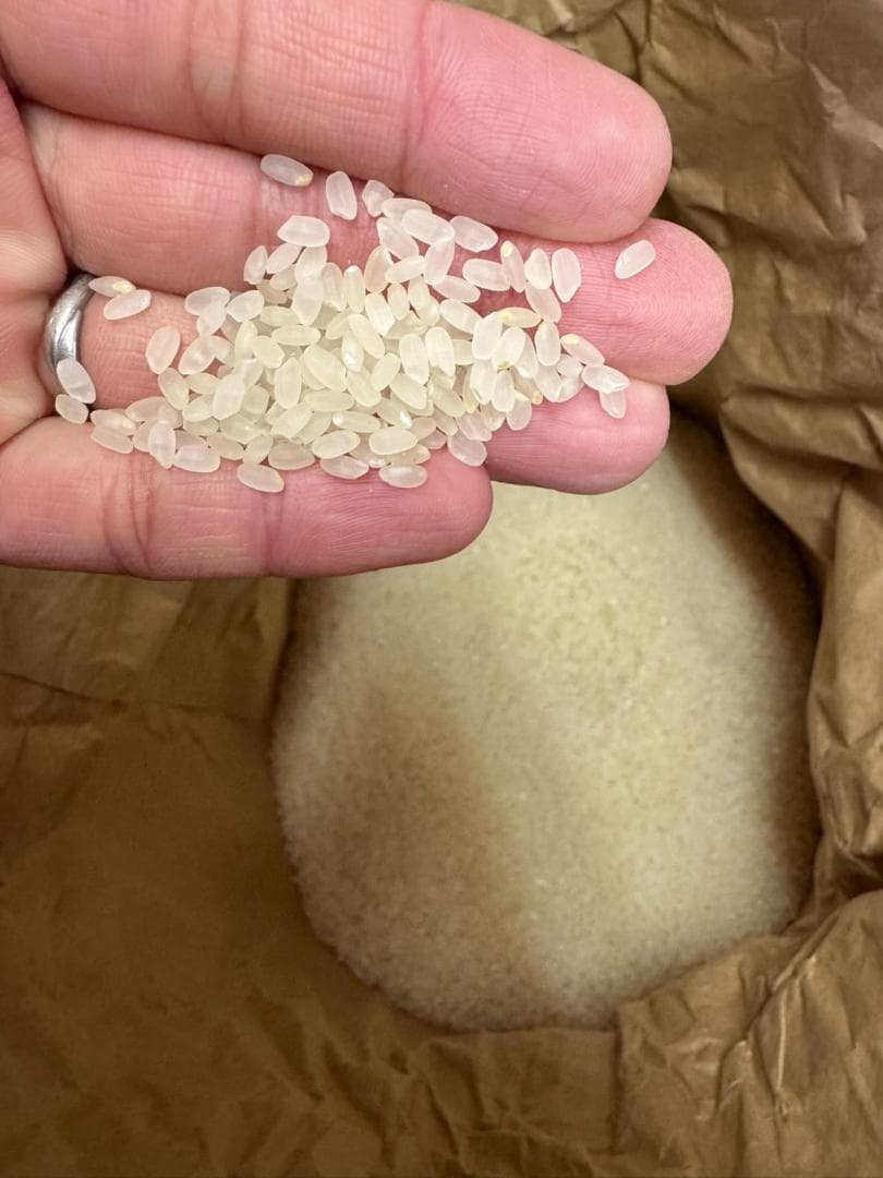 令和7年度産　山口県産（新米）20kg恋の予感　白米/玄米　農家直送　送料無料