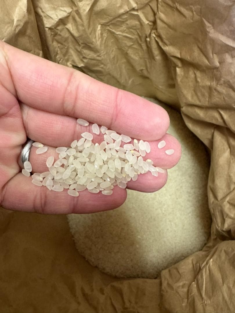 令和7年度産　山口県産（新米）20kg恋の予感　白米/玄米　農家直送　送料無料