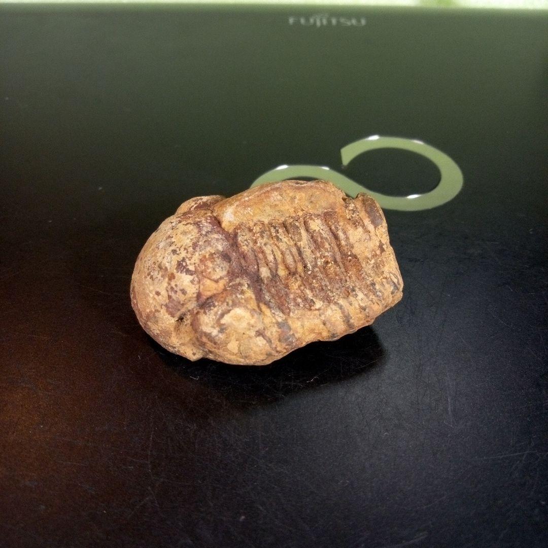 三葉虫　化石　fossil　ボリビア産　trilobite　ノジュール判別②