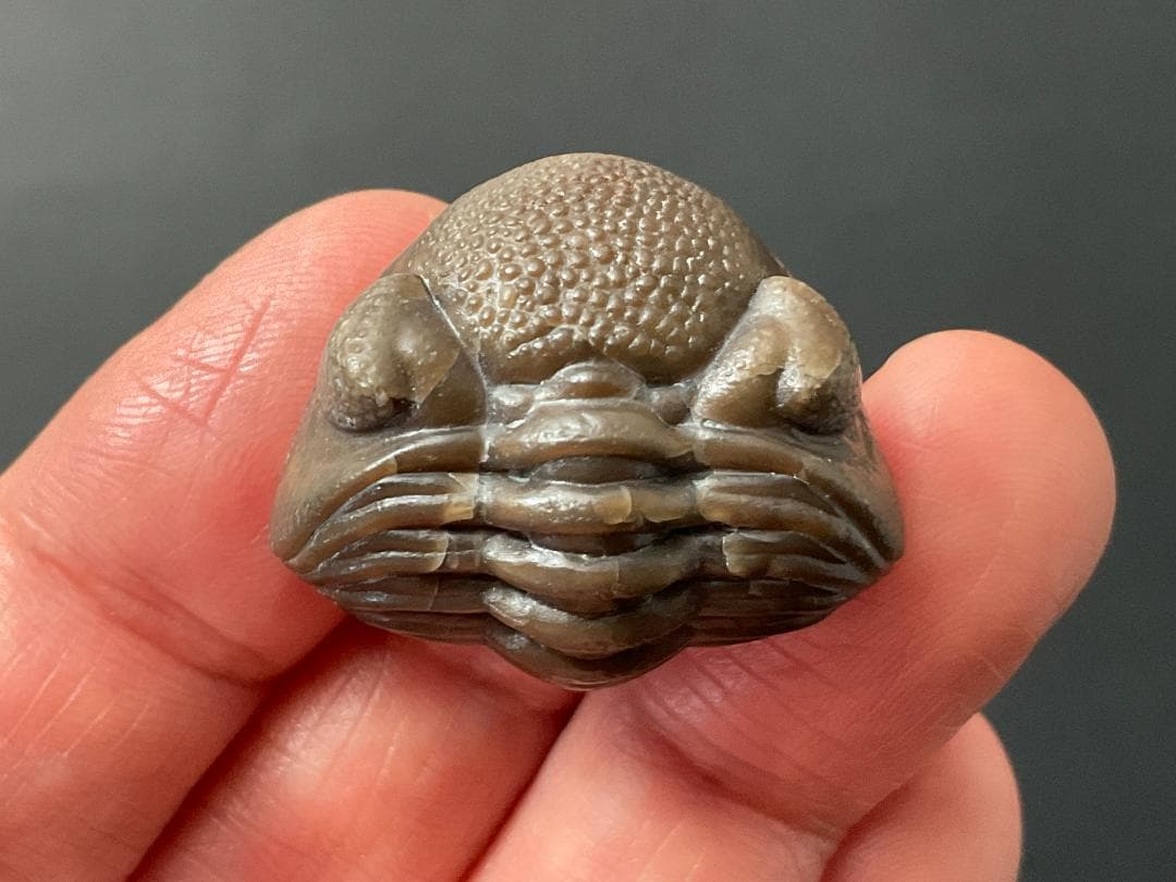 三葉虫 エルドレドゲオプス [PH98] 化石 最高品質