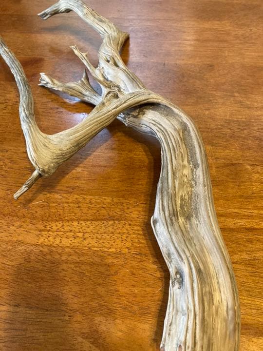 真柏　切断片５０cm大　盆栽　しんぱく　天然木