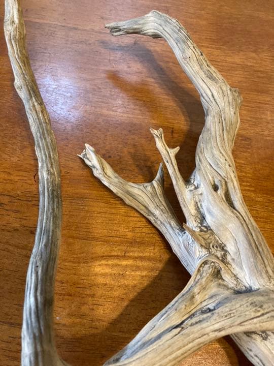 真柏　切断片５０cm大　盆栽　しんぱく　天然木