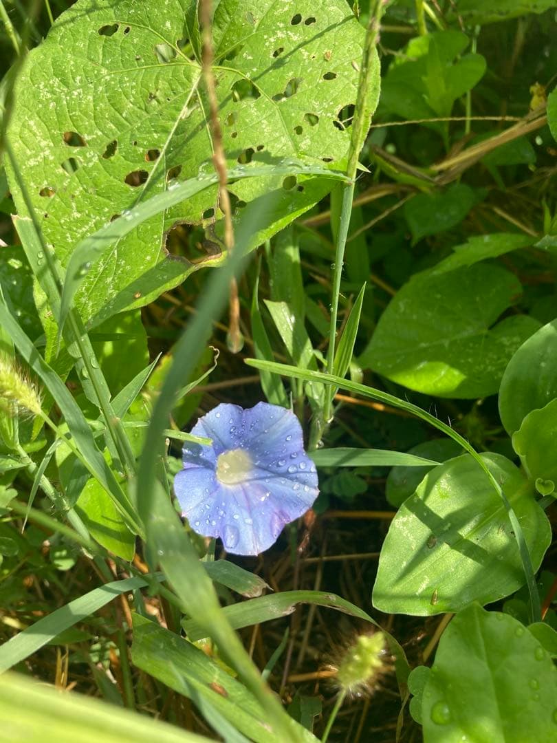 あやたん　ニホンミツバチ　巣蜜　コムハニ　935g
