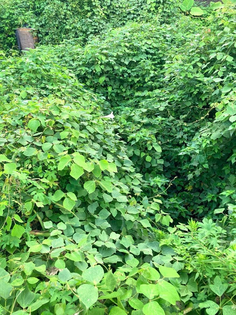 あやたん　ニホンミツバチ　巣蜜　コムハニ　935g