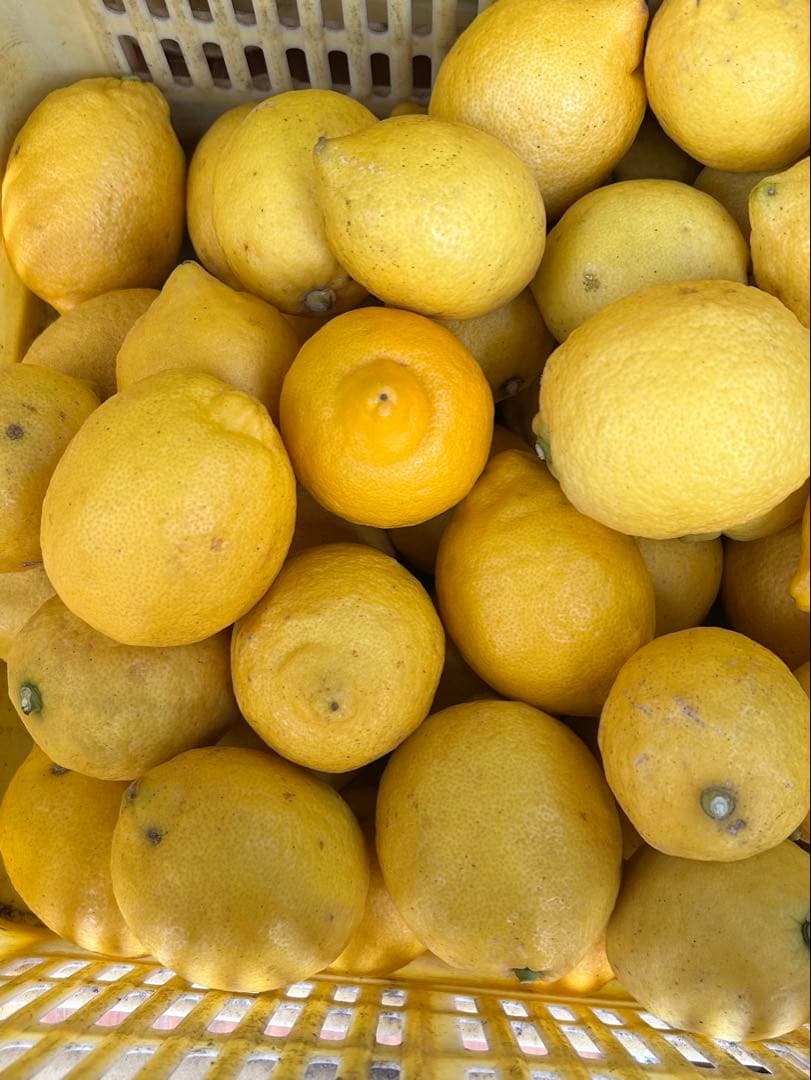 14国産瀬戸田レモン10kg前後