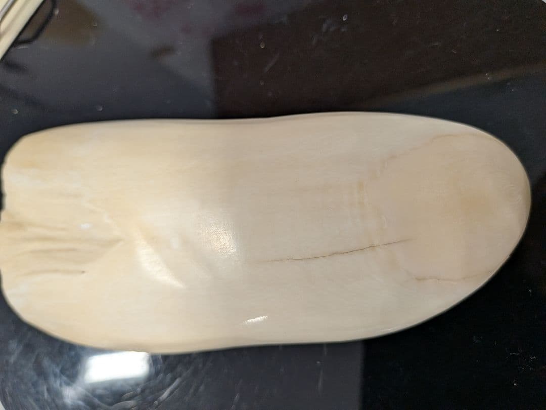 マッコウ鯨歯　本物磨き済み！出ました500グラムアップ