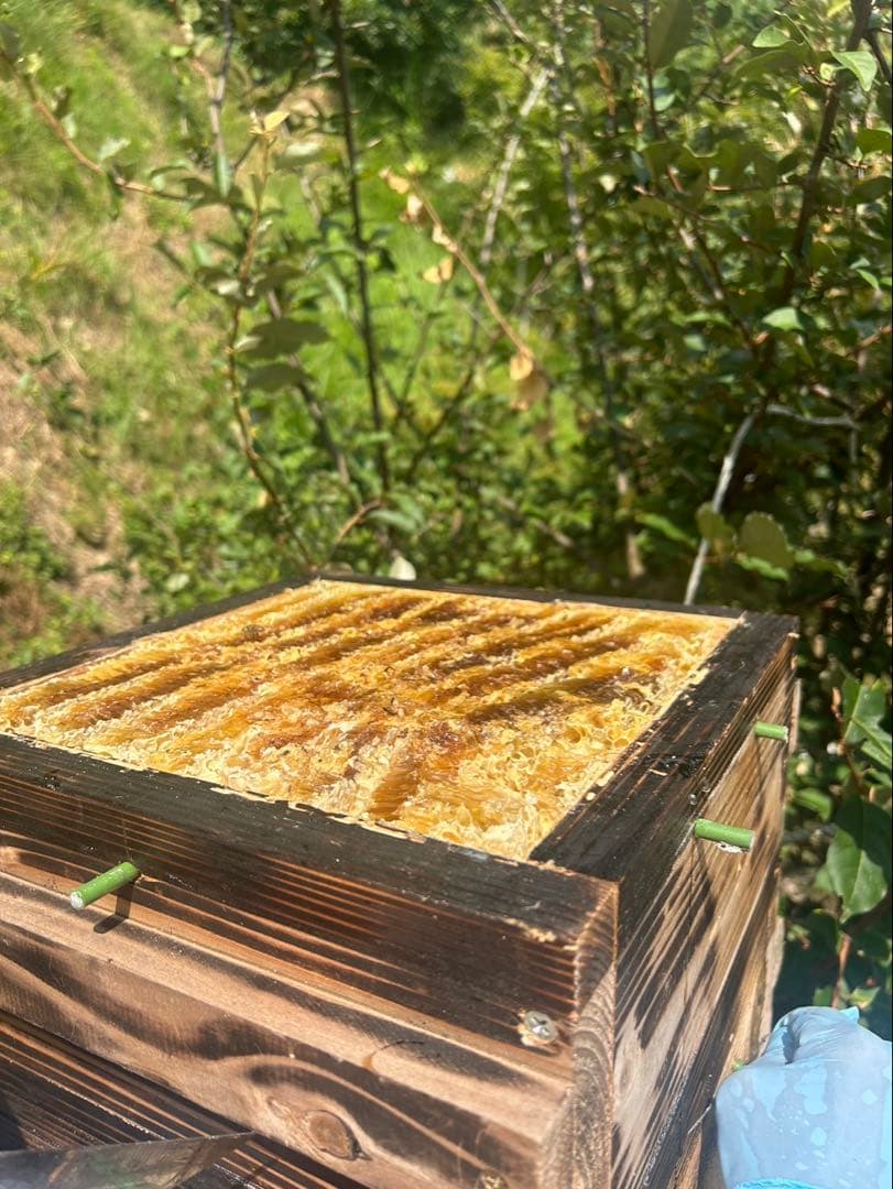 日本みつばち1800g