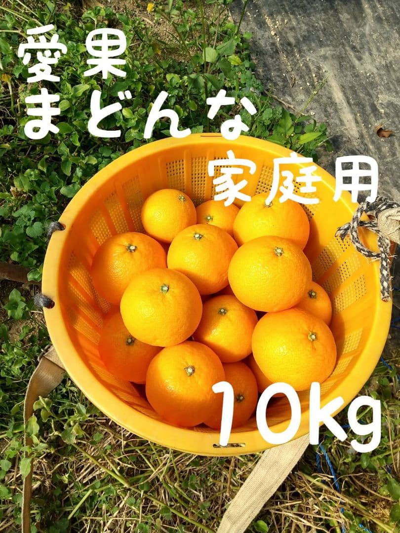 665愛果 まどんな 家庭用 10kg