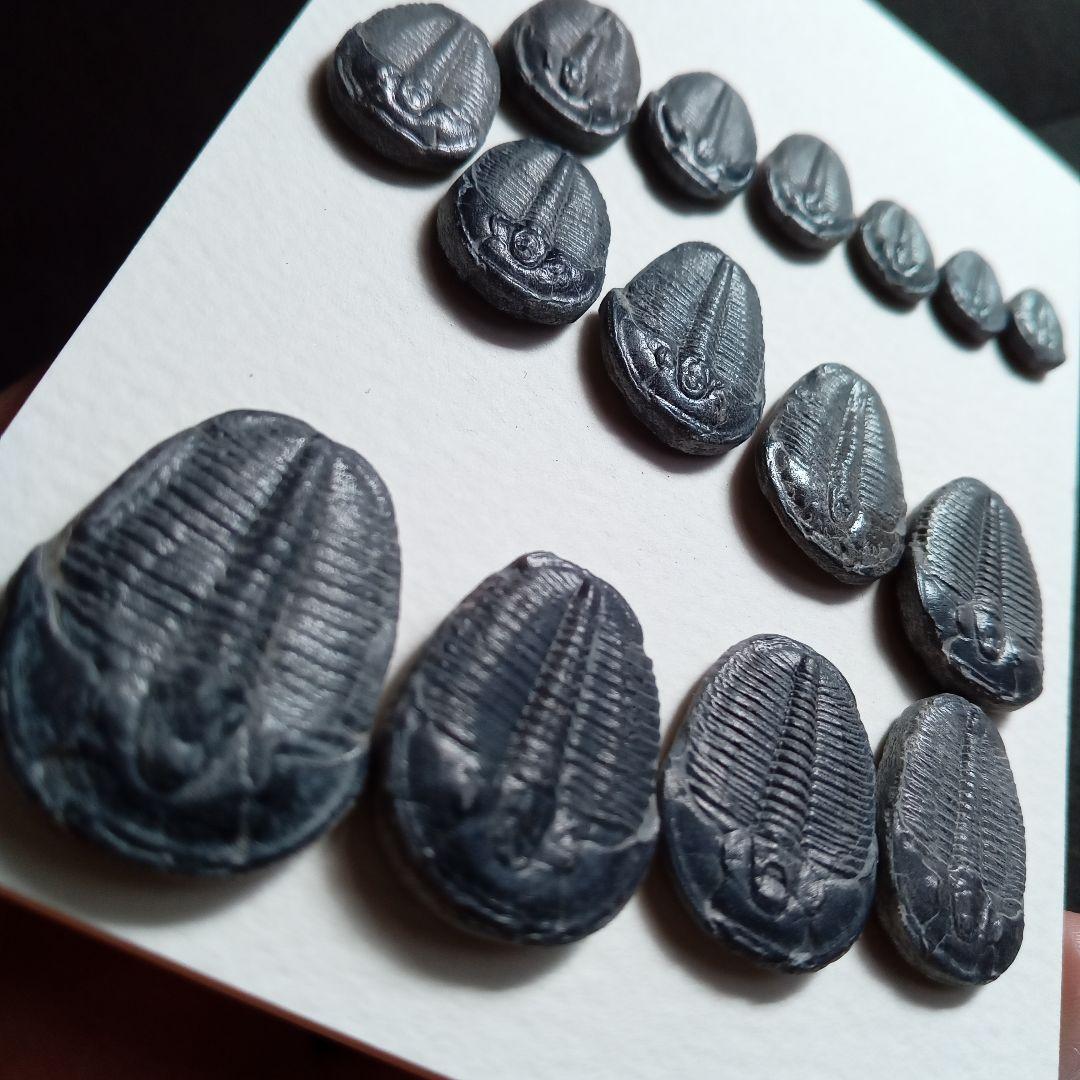 化石標本　三葉虫　エルラシア 完全体　15体