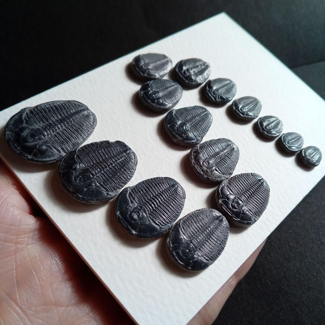 化石標本　三葉虫　エルラシア 完全体　15体